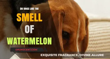 Canine Curiosity: Do Dogs Enjoy the Scent of Watermelon?