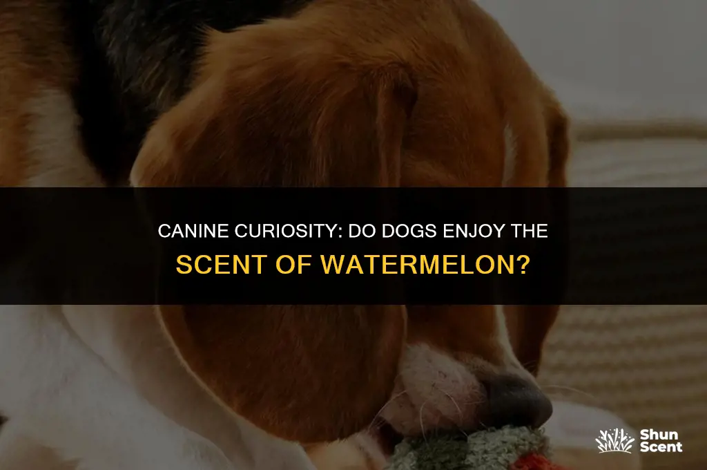 do dogs like the smell of watermelon