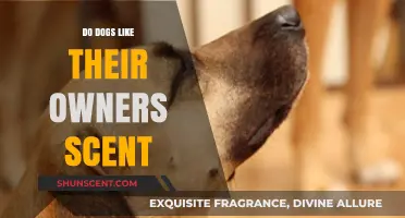 Why Dogs Cherish Their Owner's Scent: A Bond Beyond Words