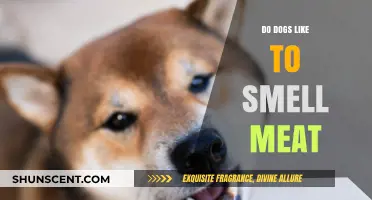 Canine Curiosity: Do Dogs Really Enjoy the Scent of Meat?