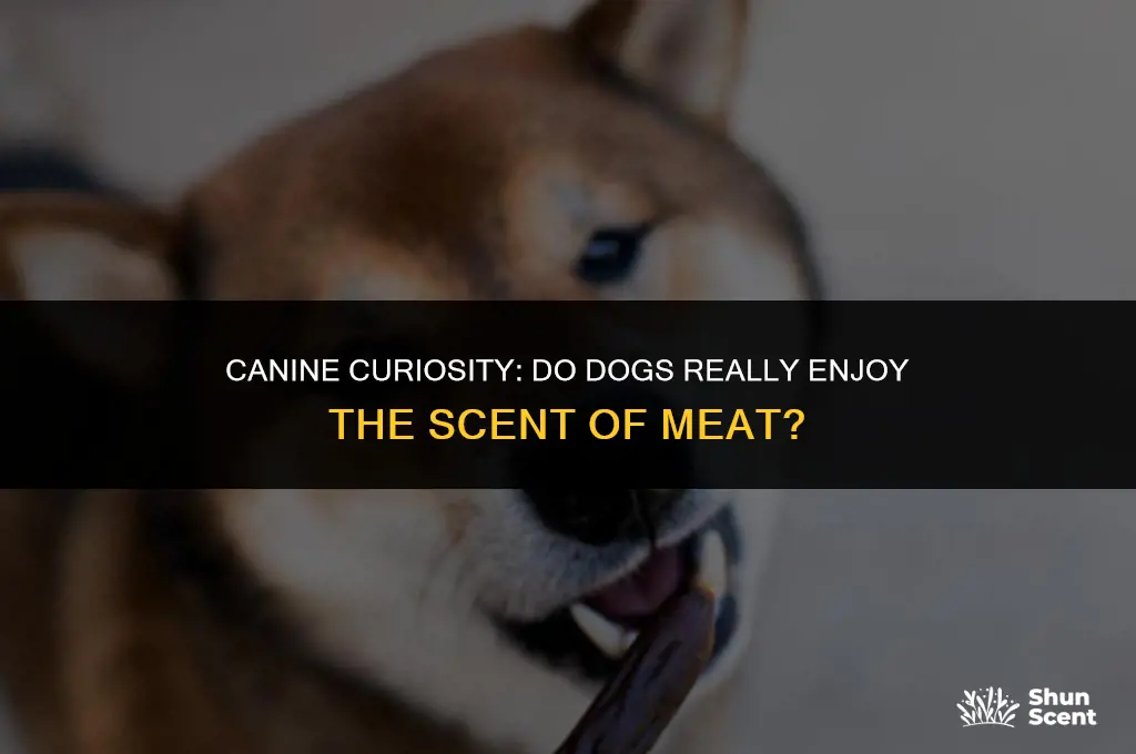 do dogs like to smell meat