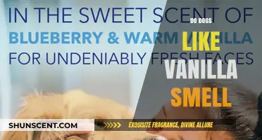 Vanilla Vibes: Do Dogs Find This Sweet Scent Appealing?