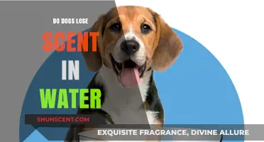 Can Water Wash Away a Dog's Scent Tracking Abilities?