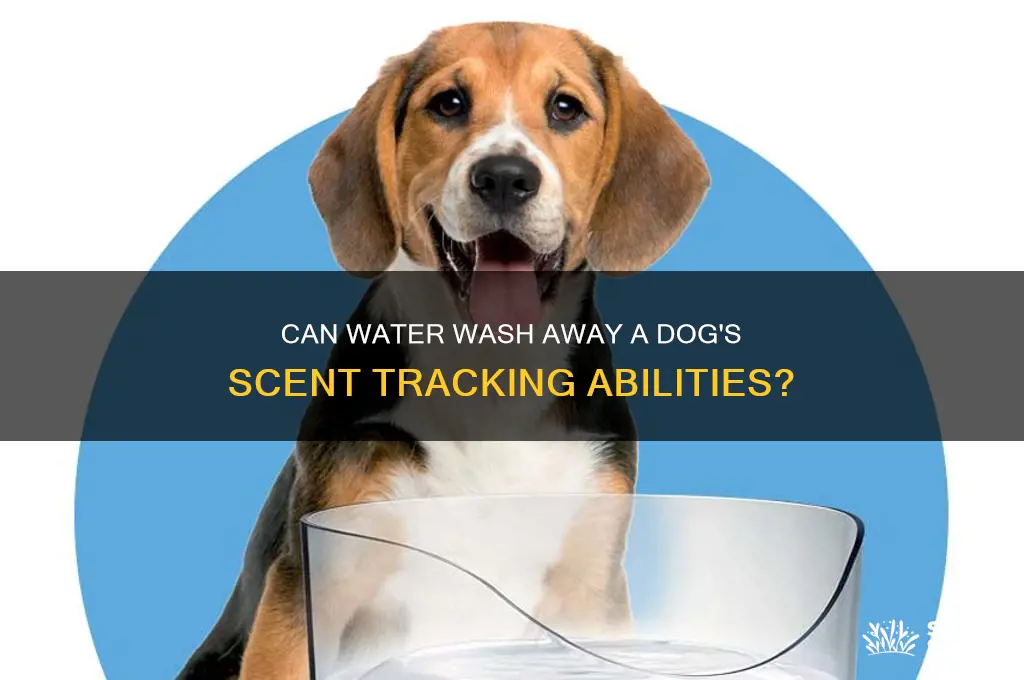 do dogs lose scent in water