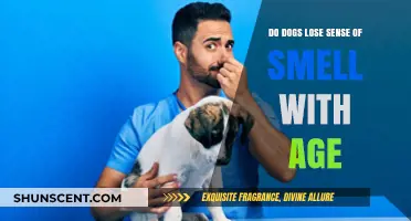 Exploring Canine Olfactory Changes: Do Dogs Lose Their Sense of Smell as They Age?