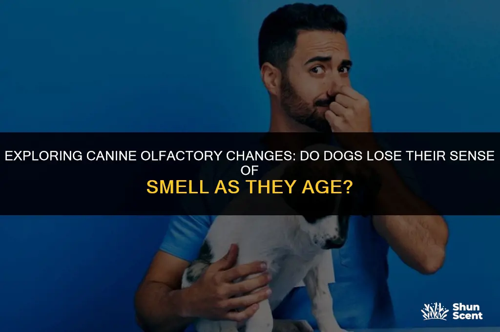 do dogs lose sense of smell with age