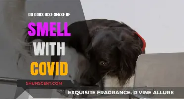Can COVID-19 Affect a Dog's Sense of Smell?