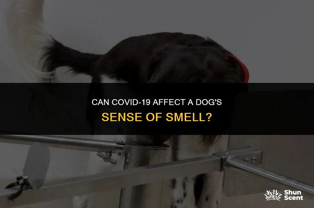 do dogs lose sense of smell with covid
