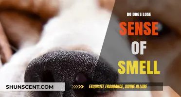 Canine Olfactory Decline: Do Dogs Lose Their Sense of Smell?