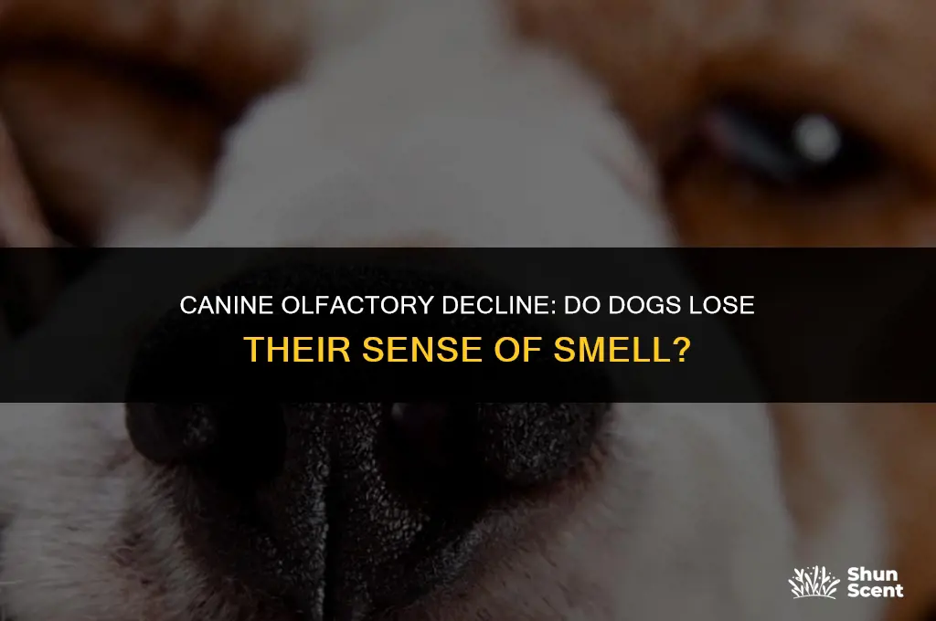 do dogs lose sense of smell