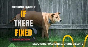 Do Fixed Dogs Still Mark Their Scent? Unraveling the Myth