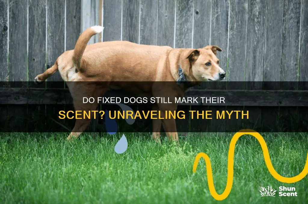 do dogs mark there scent if there fixed