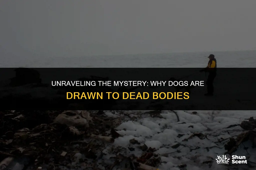 do dogs need to smell dead bodies