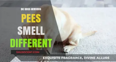 Canine Anxiety: The Distinct Odor of Nervous Pees in Dogs