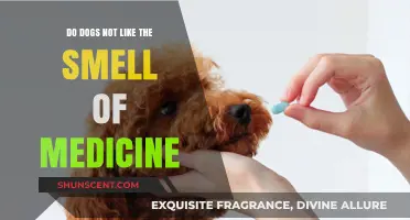 Canine Sensitivity: Why Dogs Might Dislike Medicinal Smells