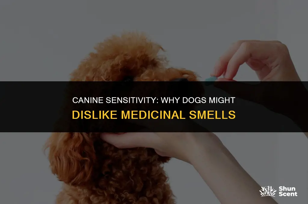 do dogs not like the smell of medicine