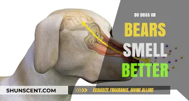 Canine vs. Ursine Olfactory Prowess: Which Has the Superior Sniff?