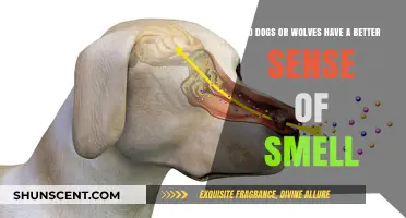 Canine vs. Lupine: Unraveling the Mystery of Superior Sniffing Abilities