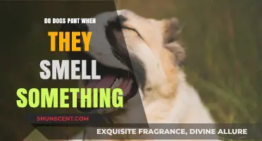 Canine Curiosity: Do Dogs Pant When They Smell Something?
