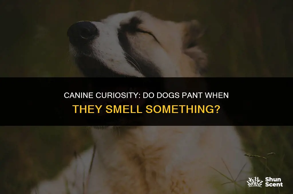 do dogs pant when they smell something