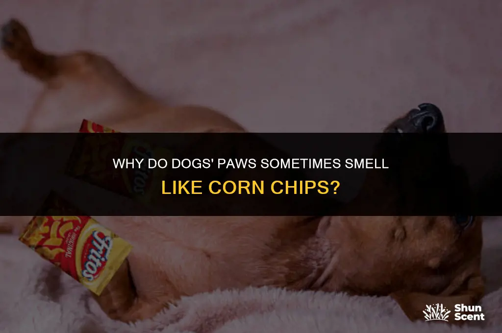 do dogs paws smell like corn chips