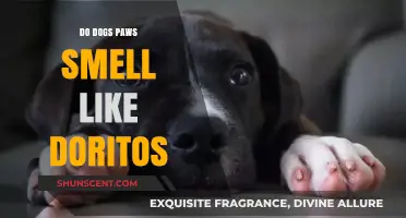 Sniffing Out the Truth: Do Dog Paws Really Smell Like Doritos?