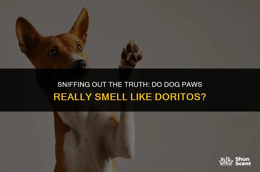 do dogs paws smell like doritos