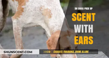Can Dogs Detect Scents Through Their Ears? Unraveling the Myth