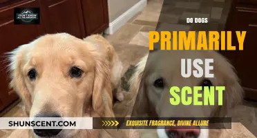 Unleashing the Power: How Dogs Rely on Scent as Their Primary Sense