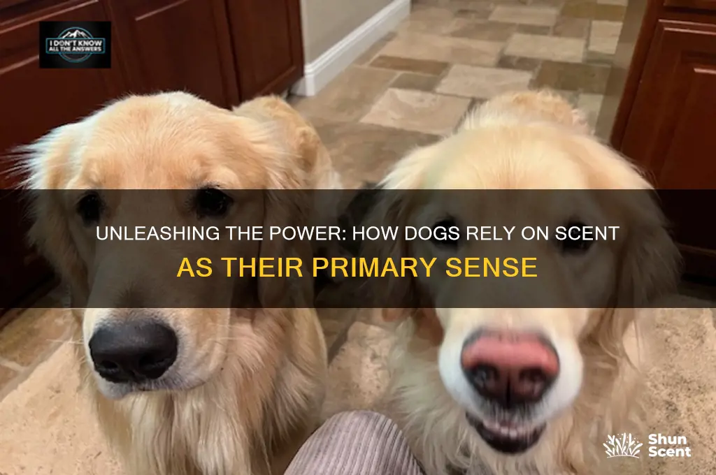 do dogs primarily use scent