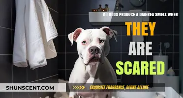 Exploring Canine Fear Responses: The Truth About Diarrhea Smell