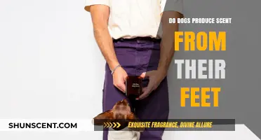 Do Dogs' Paws Emit Scents? Uncovering the Foot Odor Mystery