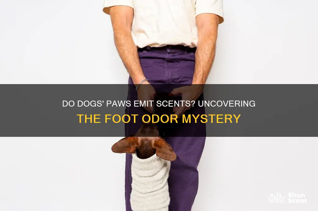 do dogs produce scent from their feet
