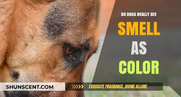 Unveiling the Canine World: Do Dogs Perceive Smells as Colors?