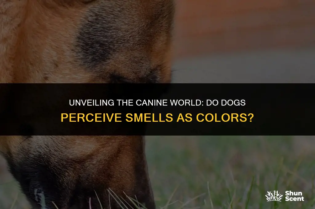 do dogs really see smell as color