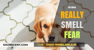 Unleashing the Truth: Can Canines Truly Detect Fear?