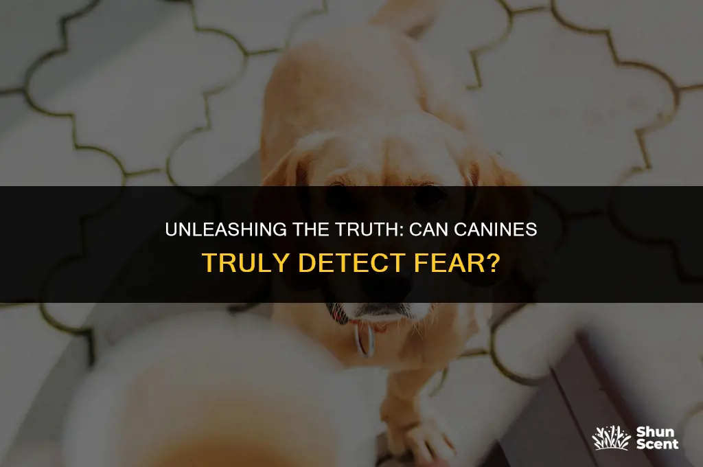 do dogs really smell fear