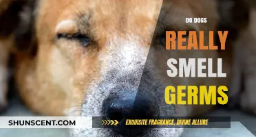 Canine Noses: The Truth Behind Their Germ-Sniffing Abilities