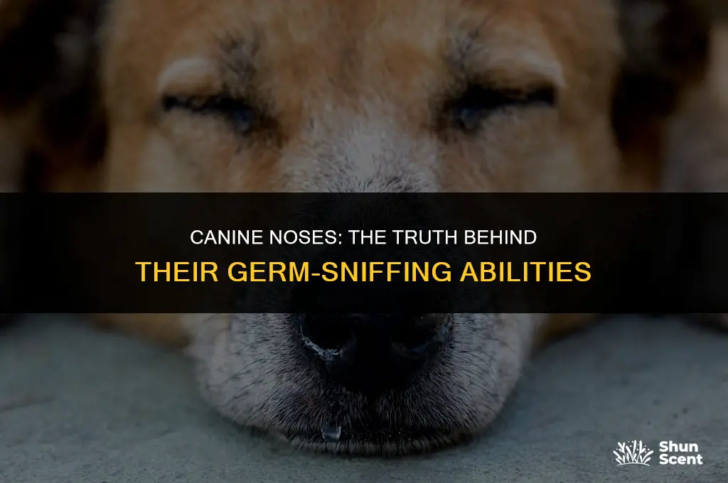 do dogs really smell germs