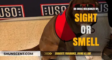 Canine Recognition: The Debate Between Sight and Smell