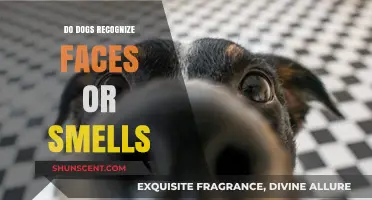 Do Dogs Recognize Faces or Smells: Unraveling Canine Perception