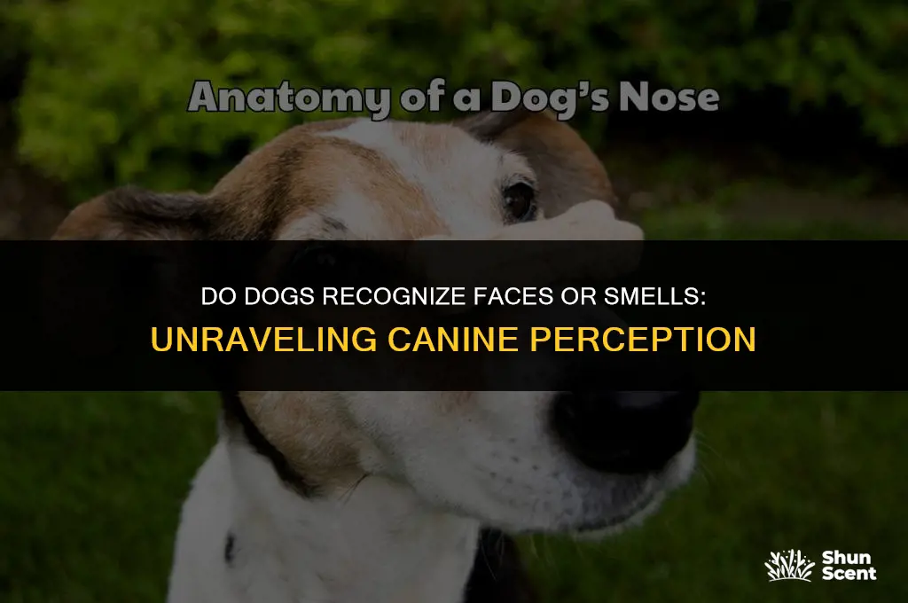 do dogs recognize faces or smells