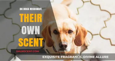 Can Dogs Identify Their Own Scent? Uncovering Canine Olfactory Awareness