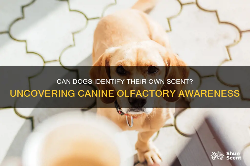 do dogs recognize their own scent