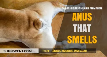 Understanding Canine Anal Gland Secretions: Causes and Remedies