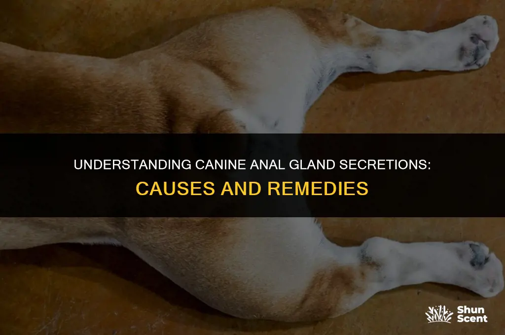do dogs release a liquid from there anus that smells