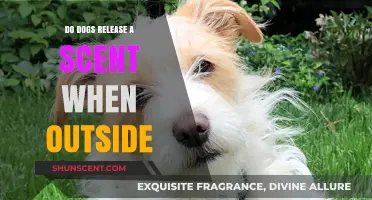Do Dogs Release a Scent When Outside? Uncovering Canine Communication