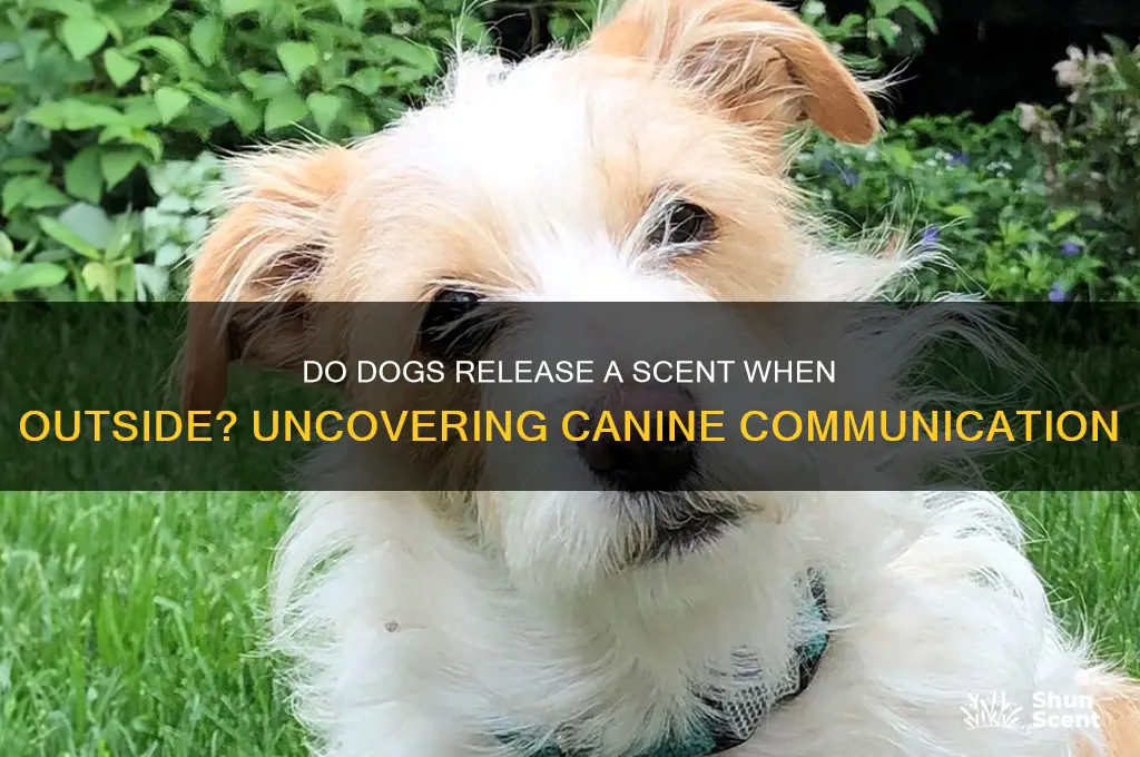 do dogs release a scent when outside