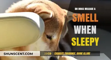 Do Dogs Release a Smell When Sleepy? Exploring Canine Aromas and Sleep