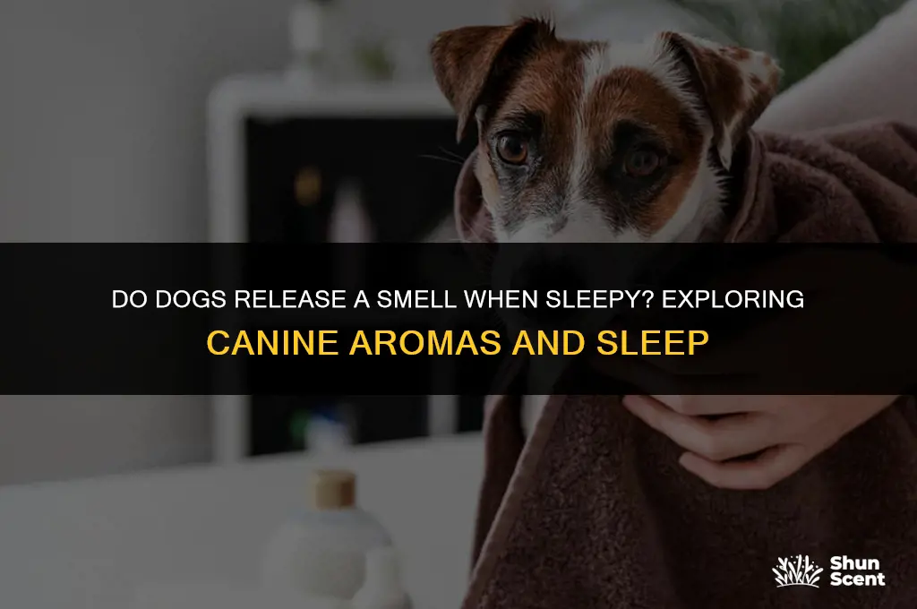 do dogs release a smell when sleepy